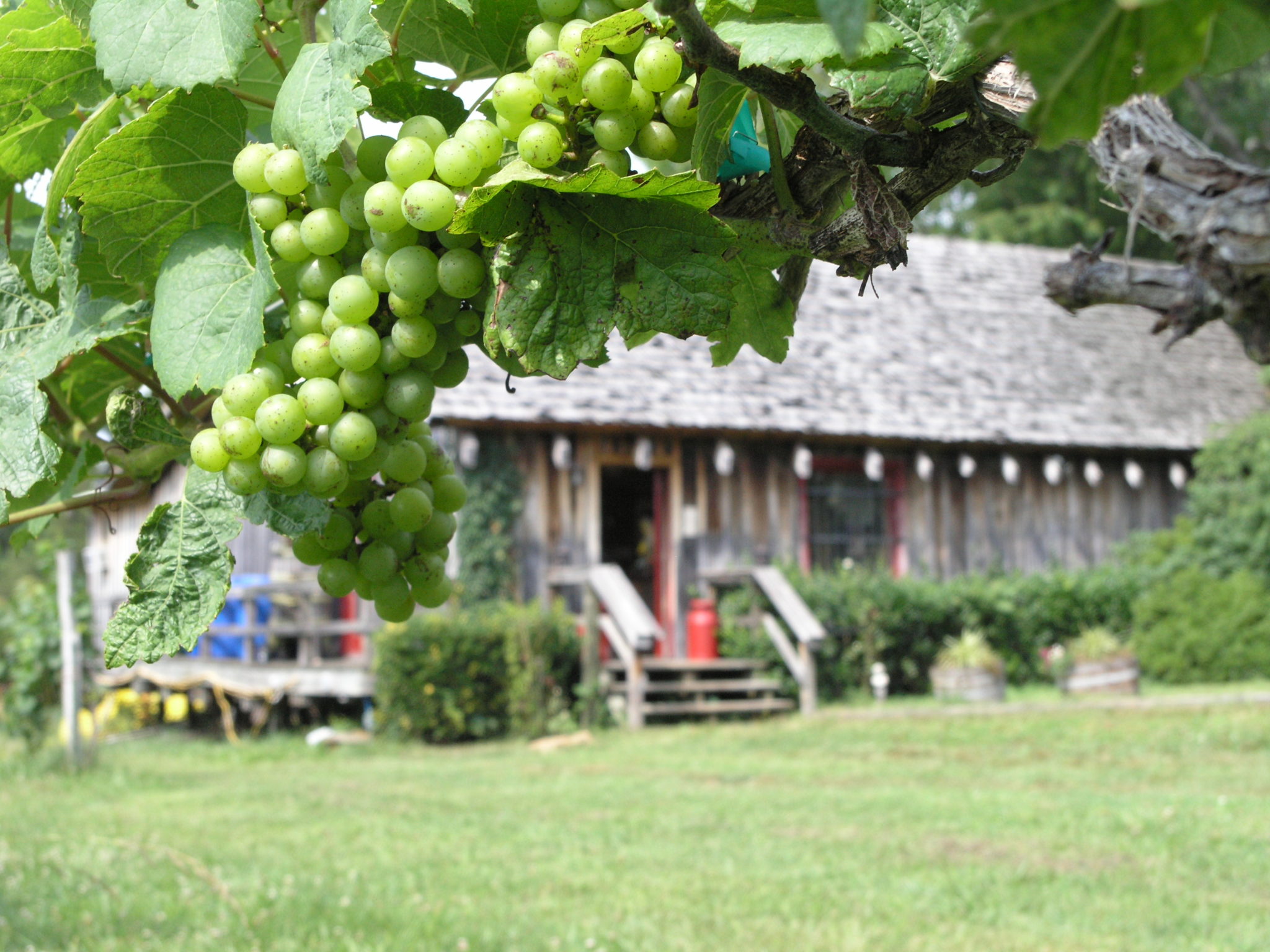 Grapes and a Farm